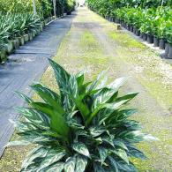 Aglaonema Mary Ann 8