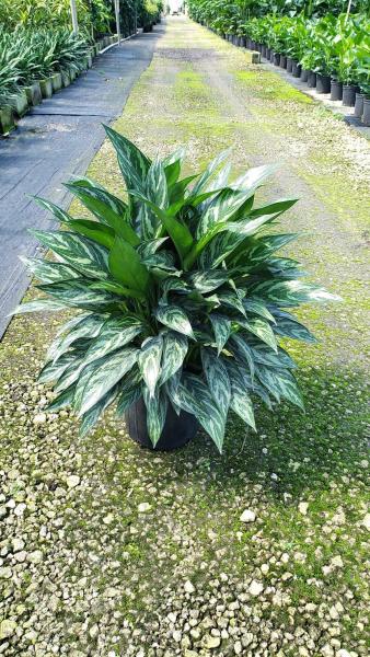 Aglaonema Mary Ann 8"