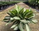 Aglaonema White Rain 10"