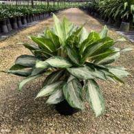 Aglaonema White Rain 10