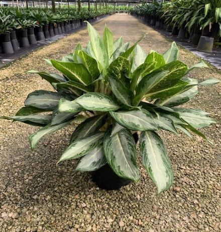 Aglaonema White Rain 10"