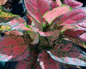 Available in 6" pots