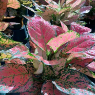 Aglaonema Wishes