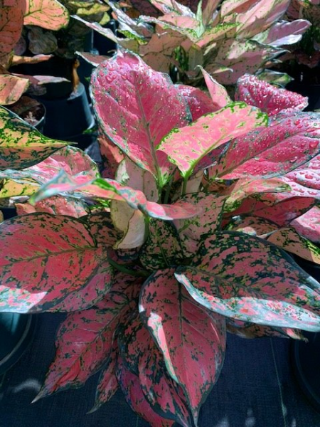 Available in 6" pots