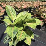 Aglaonema Green Papaya