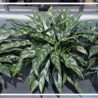 Aglaonema Maria aka Chinese Evergreen