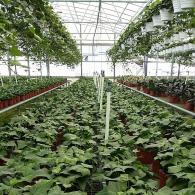 Algerian Ivy