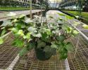 Available in 4" & 6" pots and 8" & 10" hanging baskets