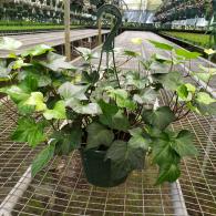 Algerian Ivy Hanging Basket