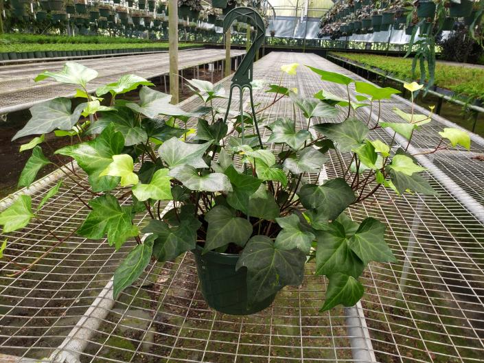 Available in 4" & 6" pots and 8" & 10" hanging baskets