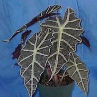 Alocasia Amazonica