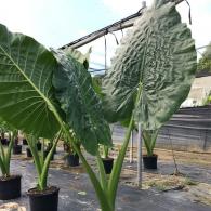 Alocasia Borneo Giant