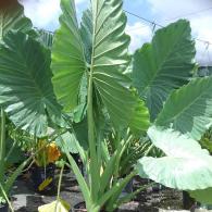 Alocasia Calidora