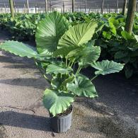 Alocasia California