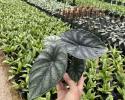 Alocasia Dragon Scale