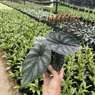 Alocasia Dragon Scale