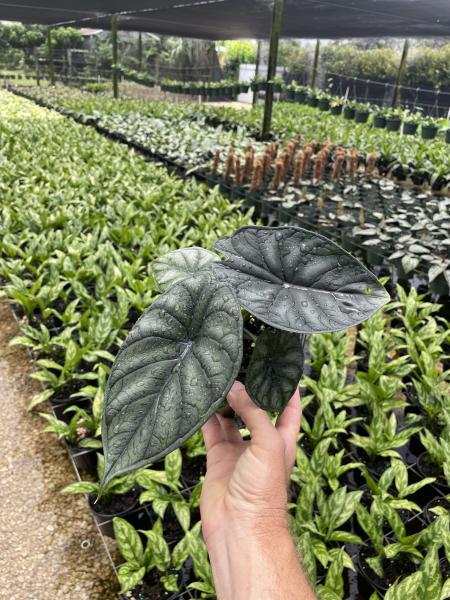 Alocasia Dragon Scale
