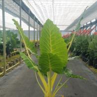 Alocasia Lutea