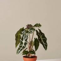 Alocasia Amazonica 6