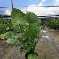 Alocasia Portora