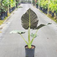 Alocasia Regal Shield 10