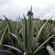 Aloe Vera Medicinal