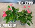 Anthurium Tickle Pink 6