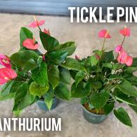 Anthurium Tickle Pink 6