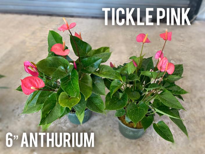 Anthurium Tickle Pink 6