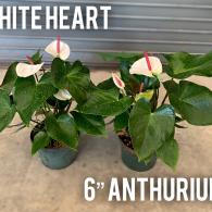 Anthurium White Heart 6
