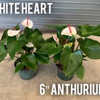 Anthurium White Heart 6