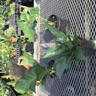 Anthurium Brownii