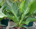 Available in 4", 6", 8", 10" and 14" pots