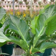 Bird Nest Fern