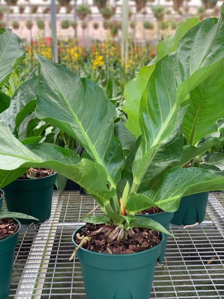 Available in 4", 6", 8", 10" and 14" pots