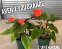 Anthurium Aren't You Orange 6"