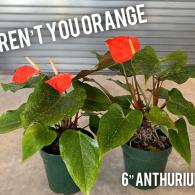 Anthurium Aren't You Orange 6