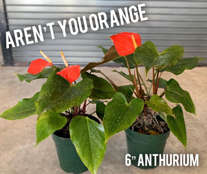 Anthurium Aren't You Orange 6"
