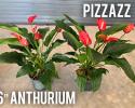 Anthurium Pizzazz 6"