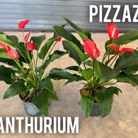 Anthurium Pizzazz 6