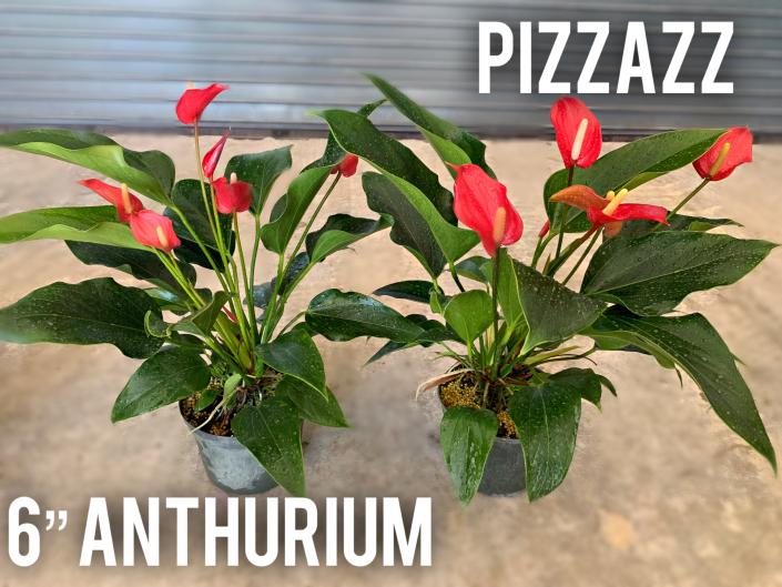 Anthurium Pizzazz 6"