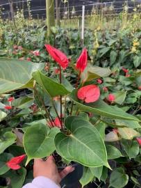 Emerald Forest Tropicals offers several items for Valentines Day! Pink and red Aglaonema, pink and red Anthurium, pink & red Bromeliad, Orchids and much more!