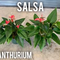 Anthurium Salsa 6