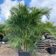 Areca Palm