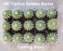 Barrel Cactus Golden