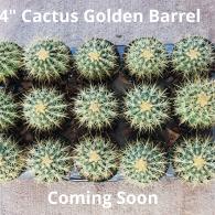 Barrel Cactus Golden