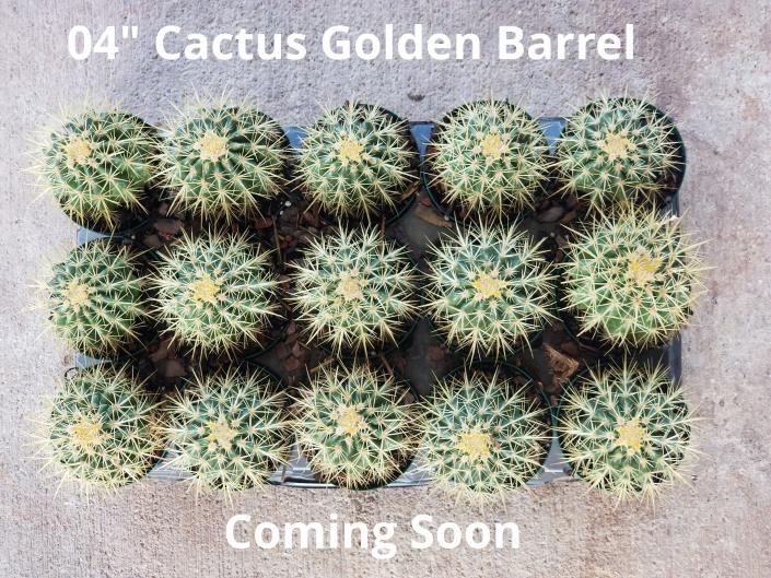 Barrel Cactus Golden