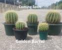 Barrel Cactus Golden