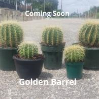 Barrel Cactus Golden