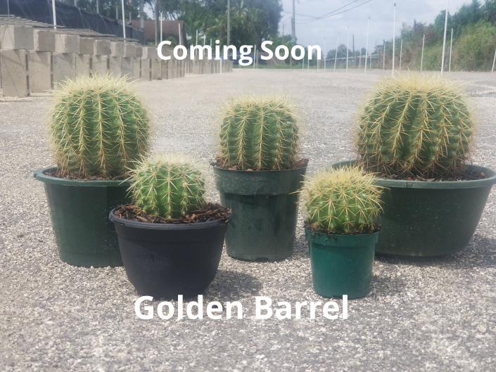Barrel Cactus Golden